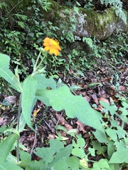 Smallanthus oaxacanus