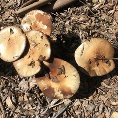 Agrocybe rivulosa