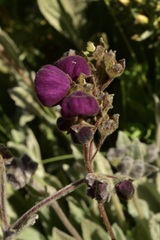 Calceolaria arachnoidea
