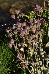 Calceolaria arachnoidea