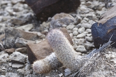 Mammillaria pottsii