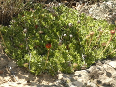 Haplopappus macrocephalus