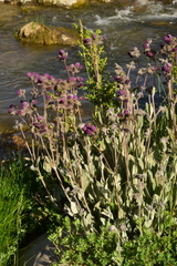 Calceolaria arachnoidea
