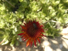 Haplopappus macrocephalus