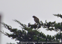 Buteo platypterus