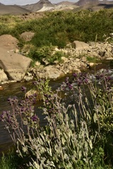 Calceolaria arachnoidea