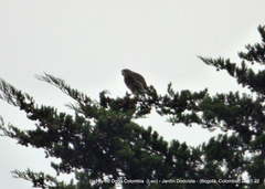 Buteo platypterus