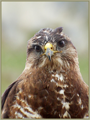 Buteo buteo vulpinus