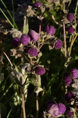 Calceolaria arachnoidea