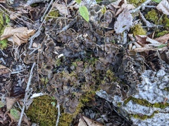Peltigera elisabethae