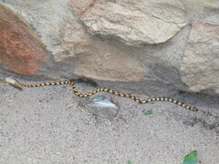 Homoroselaps lacteus