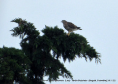 Buteo platypterus
