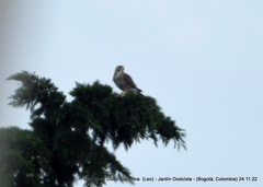 Buteo platypterus