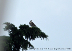 Buteo platypterus