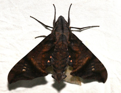 Nyceryx hyposticta