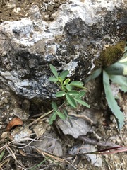 Crotalaria pumila