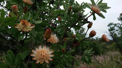 Protea
