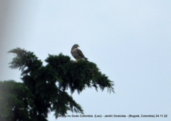 Buteo platypterus