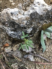 Crotalaria pumila