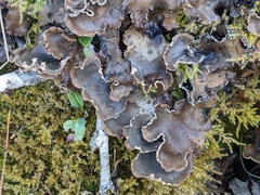 Peltigera elisabethae
