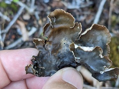 Peltigera elisabethae