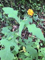 Smallanthus oaxacanus