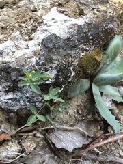 Crotalaria pumila