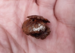 Andricus dentimitratus