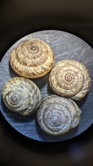 Xeroplexa intersecta