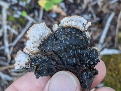 Peltigera elisabethae
