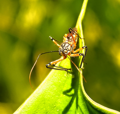 Trichonephila senegalensis