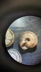 Xeroplexa intersecta