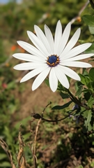 Dimorphotheca fruticosa