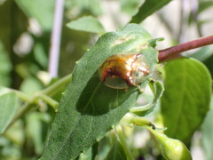 Aspidimorpha quadriremis