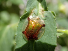 Aspidimorpha quadriremis