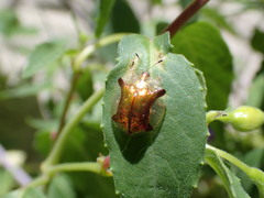 Aspidimorpha quadriremis