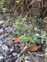 Clinopodium mexicanum