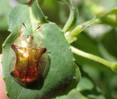 Aspidimorpha quadriremis