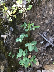 Crotalaria longirostrata