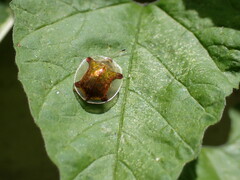 Aspidimorpha quadriremis
