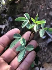 Crotalaria longirostrata