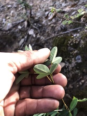 Crotalaria longirostrata