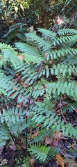 Diplazium laxifrons