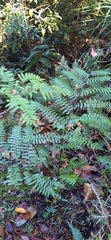 Diplazium laxifrons