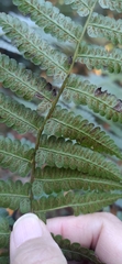 Diplazium laxifrons