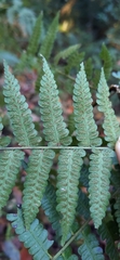 Diplazium laxifrons