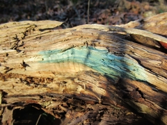 Chlorociboria