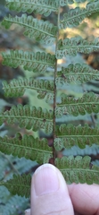 Diplazium laxifrons