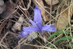 Iris ruthenica