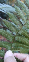 Diplazium laxifrons